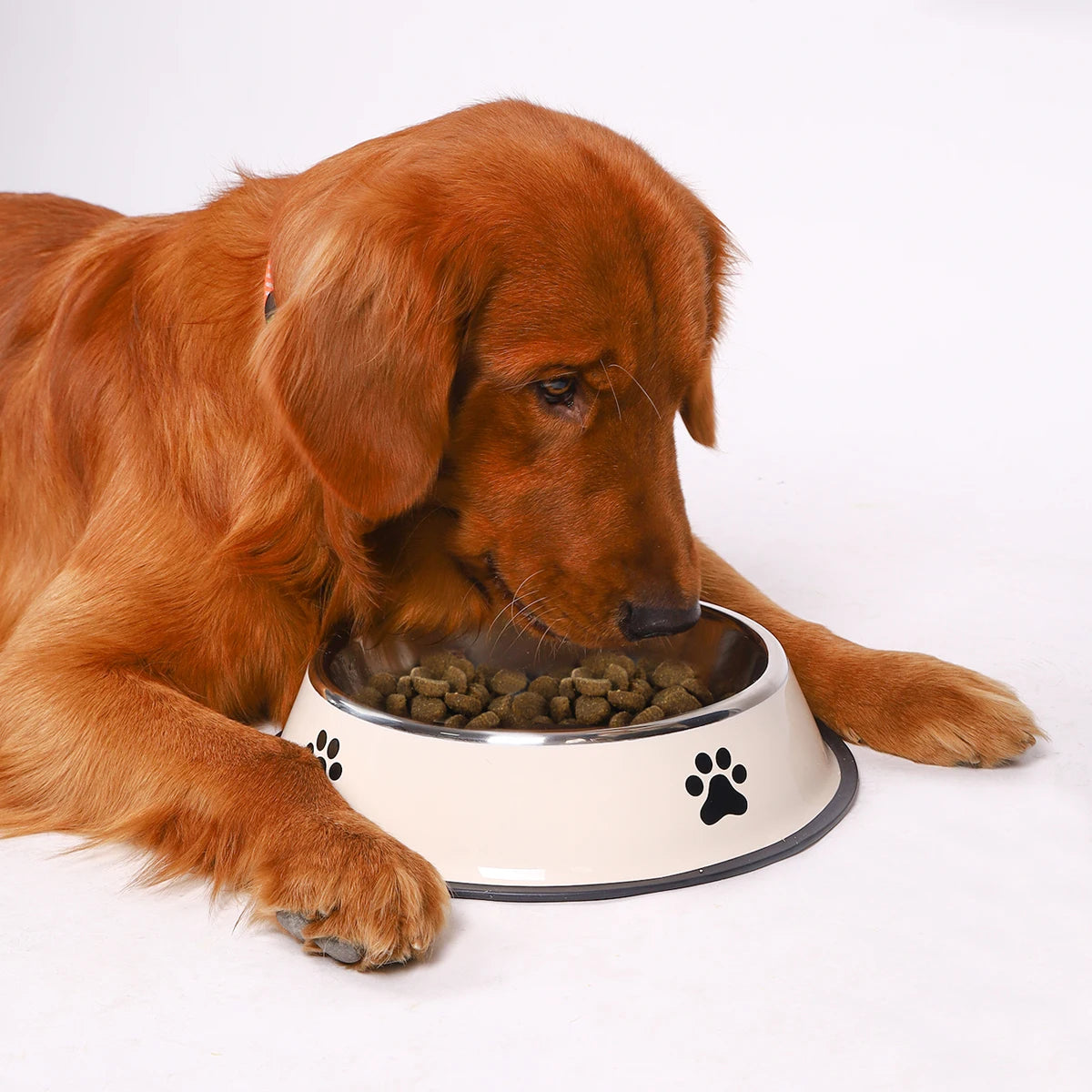 Stainless Steel Pet Bowl with Rubber Bottom