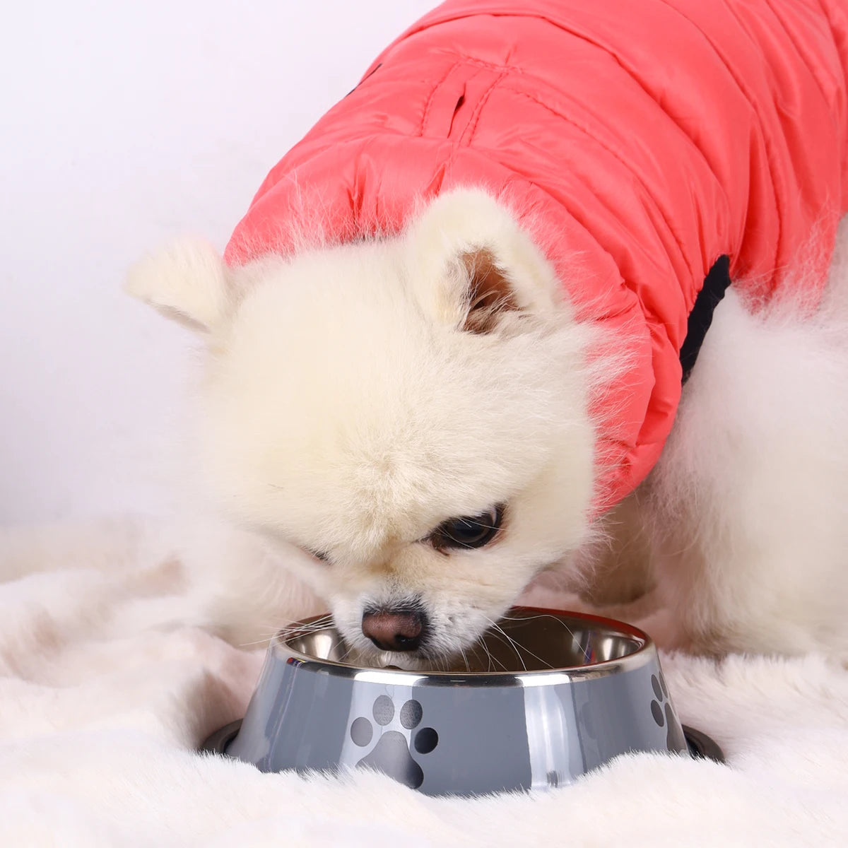 Stainless Steel Pet Bowl with Rubber Bottom