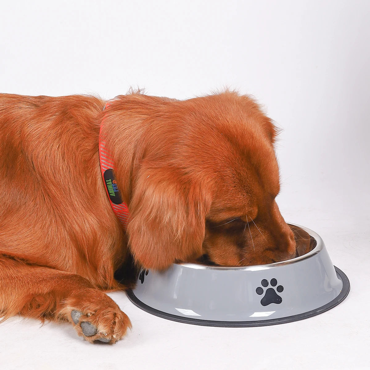 Stainless Steel Pet Bowl with Rubber Bottom